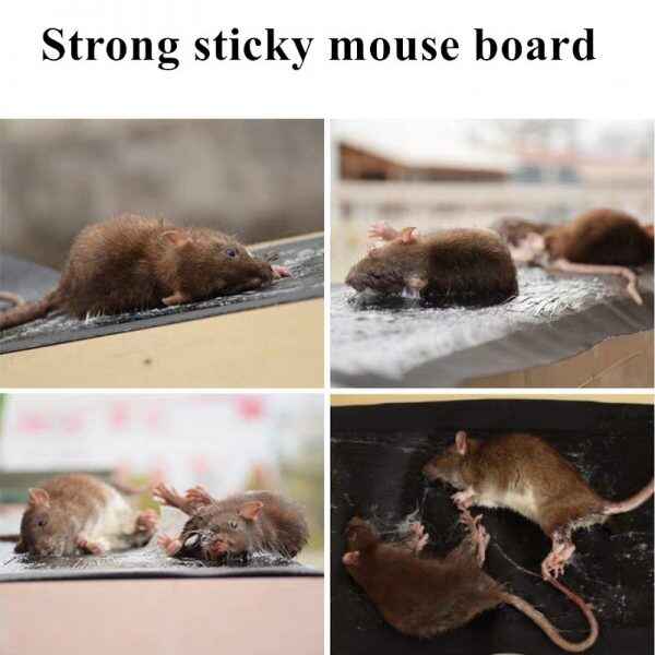 Mouse & Rat Glue Trap Sheet – Fast & Easy Catch
